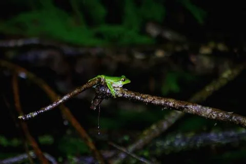 Dazzling Emerald Tree Frog Perched on a Twig in New Taipei City, Taiwan. Stock Photos