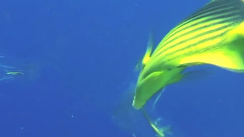 Dazzling fish dance in the depths of the Red Sea during the day Stock Footage 312487765