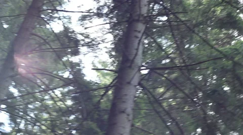 Dazzling Forest Sun Stock Footage 41251603