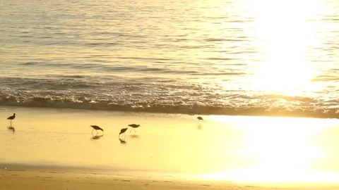 Dazzling light of sunset Stock Footage 82593997