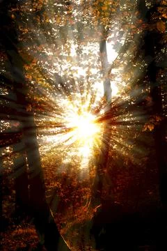 Dazzling rays of sunlight pass through the trees of the forest Stock Photos