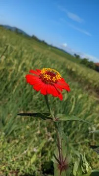 Dazzling red flowers Stock Photos