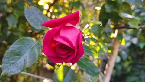 A dazzling red rose that opens its velvet petals in the sunlight 1 Stock Footage 313791676