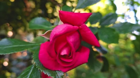 A dazzling red rose that opens its velvet petals in the sunlight 2 Stock Footage 313954447