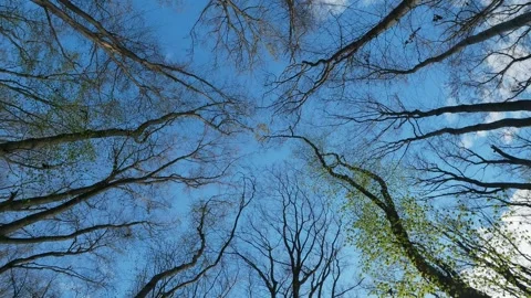 Dazzling Rotating Low Angle View Of Spring Tree Canopy Stock Footage 335644747