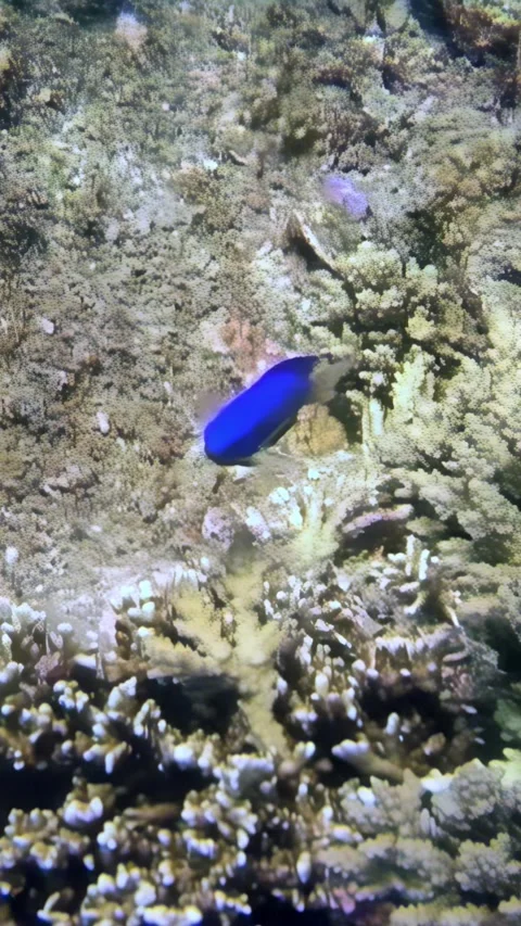 Dazzling sapphire damsel dances through a coral garden in South China Sea Video stock 314299451