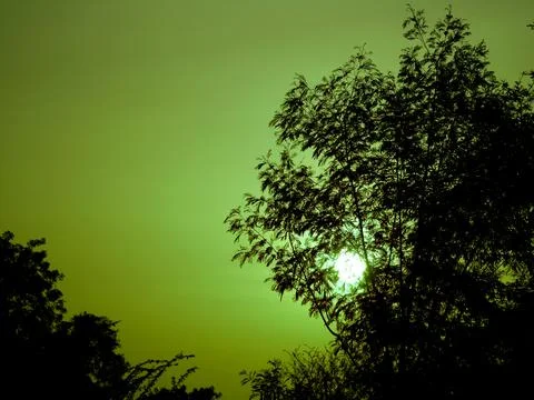 Dazzling sky Sun light reflection view with nature plant silhouette Nature lo Fotos de archivo