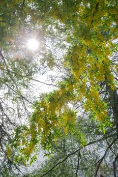 Dazzling sun between branches and flowers of golden chain Stock Photos