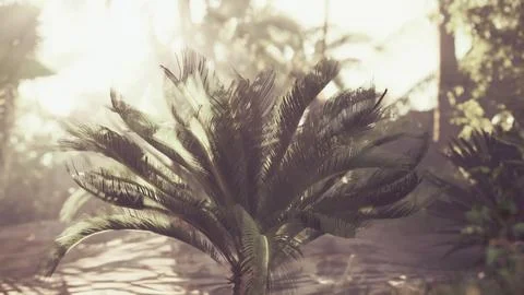 Dazzling sun rays piercing through palm branches Stock Illustration