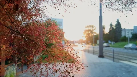 Dazzling sun at sunset. Romantic mood. Stock Footage 244856271