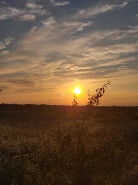 Dazzling sunlight during sunset over summer fields Stock Photos