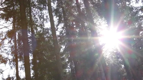 Dazzling Sunlight Through Pines Video stock 46113250