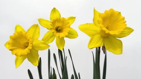 Dazzling yellow daffodils: blossoms in spring over white background Stock Footage 277088101