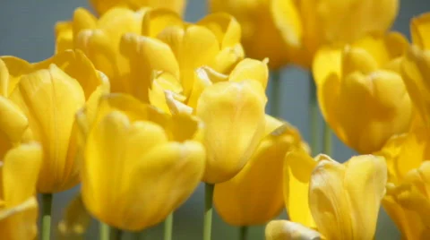 Db tulip time Stock Footage