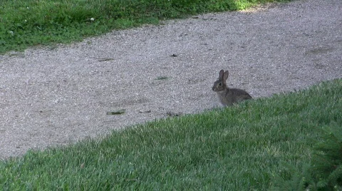 Db wild rabbit Stock Footage