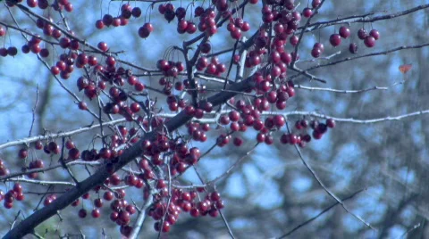 Db winter berries Stock Footage