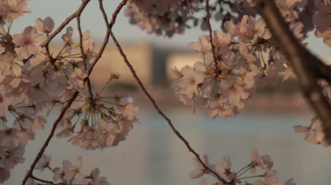 Dc cherry blossoms flowers Stock Footage 37660831