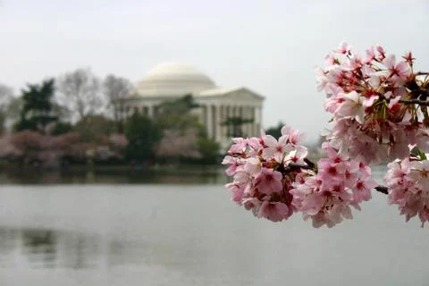 DC Cherry Blossoms Stock Photos