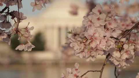 Dc cherry blossoms rack focus Stock Footage 37660837