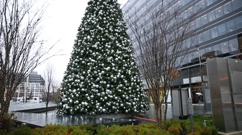 DC Christmas Tree in the Rain 스톡 동영상 58838122