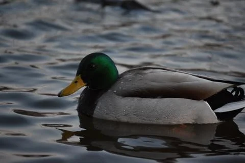 D.C Duck 库存照片