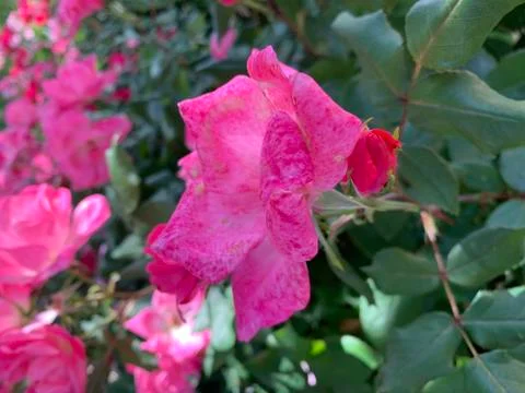 DC Flower 2 写真素材