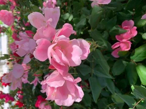 DC Flower 3 스톡 사진