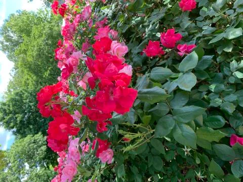 DC Flower 4 스톡 사진