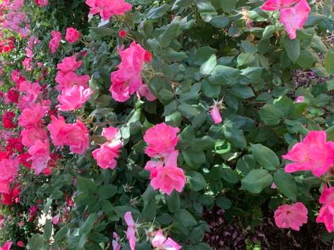 DC Flower 7 写真素材