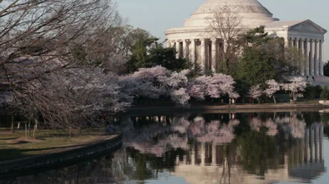 Dc jefferson memorial cherry blossoms Stock Footage 37627095