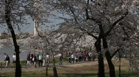 Dc monuments cherry blossoms Stock Footage 37628115