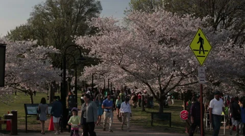  dc pedistrians with cherry blossoms Stock Footage 37655161