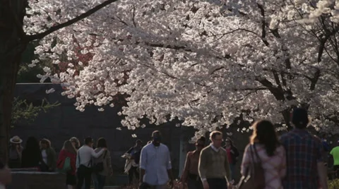 Dc tourists cherry blossoms Stock Footage 37627973