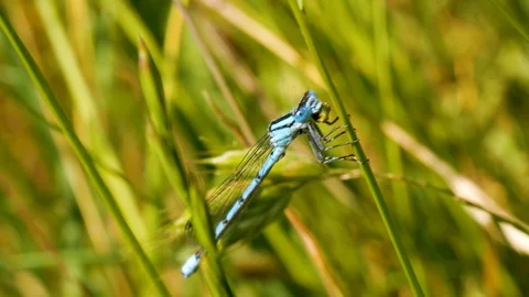 Ddragonfly in the field Stock Footage 104165878