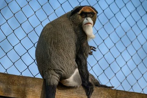 De Brazza monkey Cercopithecus zanectus from Africa in captivity, isolated mo Stock Photos