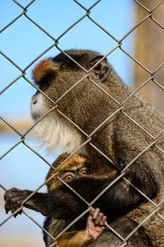De Brazza monkey Cercopithecus zanectus from Africa in captivity, isolated mo Stock Photos