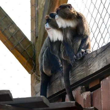 De Brazza monkey Cercopithecus zanectus from Africa in captivity, isolated mo Stock Photos