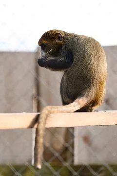 De Brazza monkey Cercopithecus zanectus from Africa in captivity, isolated mo Stock Photos