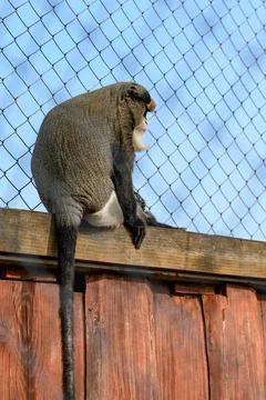De Brazza monkey Cercopithecus zanectus from Africa in captivity, isolated mo Stock Photos