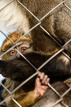 De Brazza monkey Cercopithecus zanectus from Africa in captivity, isolated mo Stock Photos