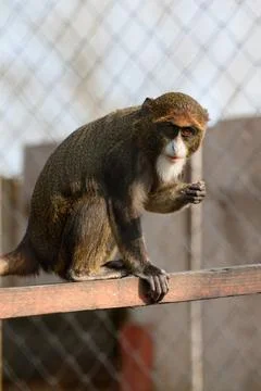 De Brazza monkey Cercopithecus zanectus from Africa in captivity, isolated mo Stock Photos