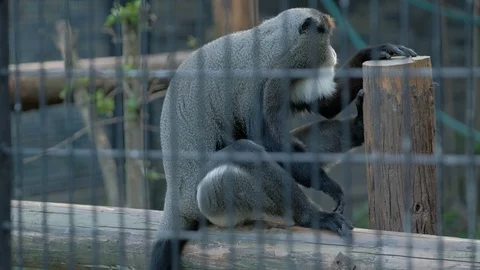 De Brazza s Monkey resting on a tree trunk 스톡 동영상 113920742