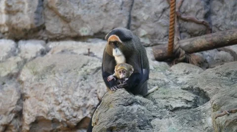 De Brazza's Monkey with Baby Stock Footage 57748409
