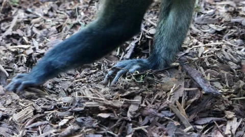 De Brazza's monkey (Cercopithecus neglectus) digs in the ground Stock-Footage 284210203