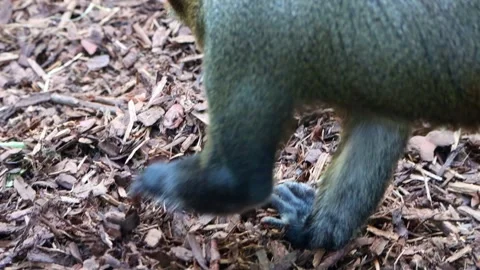 De Brazza's monkey (Cercopithecus neglectus) digs in the ground Stock Footage 320307406