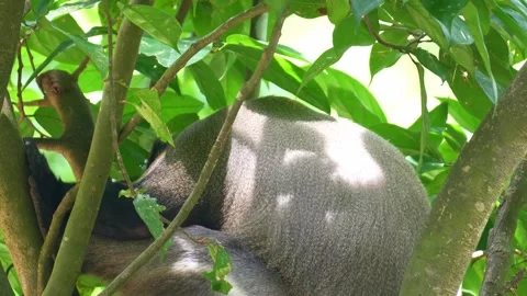 A De Brazza's monkey (Cercopithecus neglectus) rests on the tree in its natural Stock-Footage 331915450