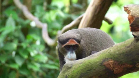 A De Brazza's monkey (Cercopithecus neglectus) looks around surroundings in its Stock Footage 331915871
