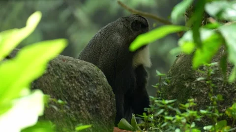A De Brazza's monkey (Cercopithecus neglectus) feeds on food, close up shot. Stock Footage 332035211
