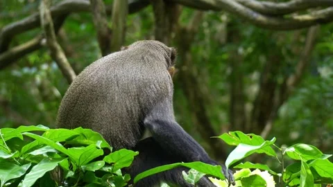A De Brazza's monkey (Cercopithecus neglectus) holds a piece of food and Stock Footage 332055886