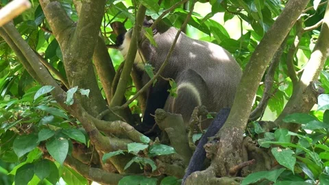 A De Brazza's Monkey (Cercopithecus neglectus) resting on a tree under the Stock-Footage 332709240